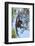 Indonesia, Borneo, Kalimantan. Female orangutan at Tanjung Puting National Park.-Jaynes Gallery-Framed Photographic Print