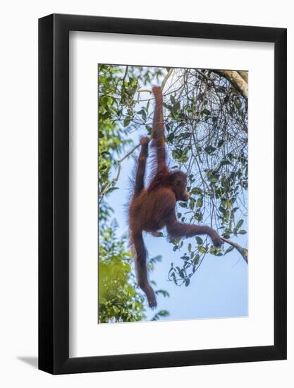 Indonesia, Borneo, Kalimantan. Female orangutan at Tanjung Puting National Park.-Jaynes Gallery-Framed Photographic Print