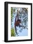 Indonesia, Borneo, Kalimantan. Female orangutan at Tanjung Puting National Park.-Jaynes Gallery-Framed Photographic Print