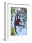 Indonesia, Borneo, Kalimantan. Female orangutan at Tanjung Puting National Park.-Jaynes Gallery-Framed Photographic Print