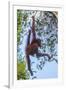 Indonesia, Borneo, Kalimantan. Female orangutan at Tanjung Puting National Park.-Jaynes Gallery-Framed Photographic Print