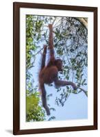 Indonesia, Borneo, Kalimantan. Female orangutan at Tanjung Puting National Park.-Jaynes Gallery-Framed Photographic Print