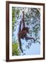 Indonesia, Borneo, Kalimantan. Female orangutan at Tanjung Puting National Park.-Jaynes Gallery-Framed Photographic Print