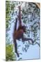 Indonesia, Borneo, Kalimantan. Female orangutan at Tanjung Puting National Park.-Jaynes Gallery-Mounted Photographic Print