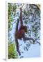 Indonesia, Borneo, Kalimantan. Female orangutan at Tanjung Puting National Park.-Jaynes Gallery-Framed Photographic Print