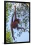 Indonesia, Borneo, Kalimantan. Female orangutan at Tanjung Puting National Park.-Jaynes Gallery-Framed Photographic Print