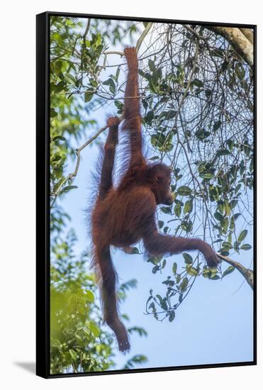 Indonesia, Borneo, Kalimantan. Female orangutan at Tanjung Puting National Park.-Jaynes Gallery-Framed Stretched Canvas