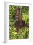 Indonesia, Borneo, Kalimantan. Female orangutan at Tanjung Puting National Park.-Jaynes Gallery-Framed Photographic Print