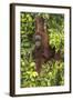 Indonesia, Borneo, Kalimantan. Female orangutan at Tanjung Puting National Park.-Jaynes Gallery-Framed Photographic Print