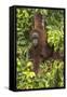 Indonesia, Borneo, Kalimantan. Female orangutan at Tanjung Puting National Park.-Jaynes Gallery-Framed Stretched Canvas