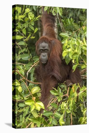 Indonesia, Borneo, Kalimantan. Female orangutan at Tanjung Puting National Park.-Jaynes Gallery-Stretched Canvas