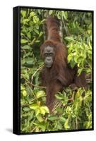 Indonesia, Borneo, Kalimantan. Female orangutan at Tanjung Puting National Park.-Jaynes Gallery-Framed Stretched Canvas