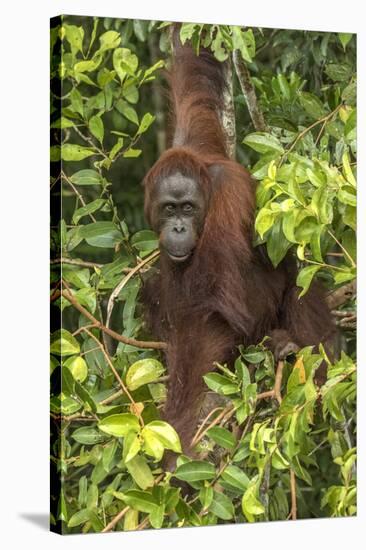 Indonesia, Borneo, Kalimantan. Female orangutan at Tanjung Puting National Park.-Jaynes Gallery-Stretched Canvas