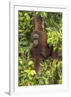 Indonesia, Borneo, Kalimantan. Female orangutan at Tanjung Puting National Park.-Jaynes Gallery-Framed Photographic Print