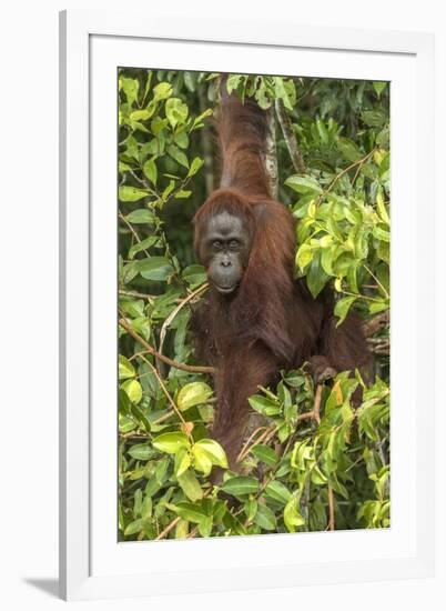 Indonesia, Borneo, Kalimantan. Female orangutan at Tanjung Puting National Park.-Jaynes Gallery-Framed Photographic Print