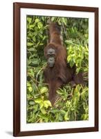 Indonesia, Borneo, Kalimantan. Female orangutan at Tanjung Puting National Park.-Jaynes Gallery-Framed Photographic Print