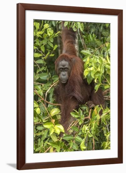 Indonesia, Borneo, Kalimantan. Female orangutan at Tanjung Puting National Park.-Jaynes Gallery-Framed Photographic Print