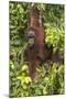 Indonesia, Borneo, Kalimantan. Female orangutan at Tanjung Puting National Park.-Jaynes Gallery-Mounted Photographic Print