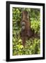 Indonesia, Borneo, Kalimantan. Female orangutan at Tanjung Puting National Park.-Jaynes Gallery-Framed Photographic Print