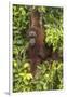 Indonesia, Borneo, Kalimantan. Female orangutan at Tanjung Puting National Park.-Jaynes Gallery-Framed Premium Photographic Print