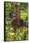 Indonesia, Borneo, Kalimantan. Female orangutan at Tanjung Puting National Park.-Jaynes Gallery-Framed Stretched Canvas