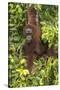 Indonesia, Borneo, Kalimantan. Female orangutan at Tanjung Puting National Park.-Jaynes Gallery-Stretched Canvas