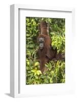 Indonesia, Borneo, Kalimantan. Female orangutan at Tanjung Puting National Park.-Jaynes Gallery-Framed Photographic Print