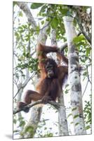 Indonesia, Borneo, Kalimantan. Female orangutan at Tanjung Puting National Park.-Jaynes Gallery-Mounted Premium Photographic Print