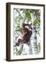 Indonesia, Borneo, Kalimantan. Female orangutan at Tanjung Puting National Park.-Jaynes Gallery-Framed Photographic Print