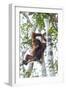 Indonesia, Borneo, Kalimantan. Female orangutan at Tanjung Puting National Park.-Jaynes Gallery-Framed Photographic Print