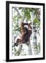 Indonesia, Borneo, Kalimantan. Female orangutan at Tanjung Puting National Park.-Jaynes Gallery-Framed Premium Photographic Print