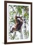 Indonesia, Borneo, Kalimantan. Female orangutan at Tanjung Puting National Park.-Jaynes Gallery-Framed Photographic Print