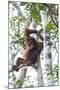 Indonesia, Borneo, Kalimantan. Female orangutan at Tanjung Puting National Park.-Jaynes Gallery-Mounted Photographic Print