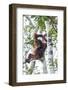 Indonesia, Borneo, Kalimantan. Female orangutan at Tanjung Puting National Park.-Jaynes Gallery-Framed Photographic Print