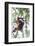 Indonesia, Borneo, Kalimantan. Female orangutan at Tanjung Puting National Park.-Jaynes Gallery-Framed Photographic Print