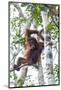 Indonesia, Borneo, Kalimantan. Female orangutan at Tanjung Puting National Park.-Jaynes Gallery-Mounted Photographic Print