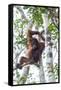 Indonesia, Borneo, Kalimantan. Female orangutan at Tanjung Puting National Park.-Jaynes Gallery-Framed Stretched Canvas