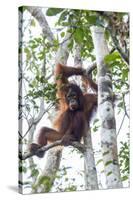 Indonesia, Borneo, Kalimantan. Female orangutan at Tanjung Puting National Park.-Jaynes Gallery-Stretched Canvas