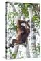 Indonesia, Borneo, Kalimantan. Female orangutan at Tanjung Puting National Park.-Jaynes Gallery-Stretched Canvas