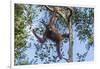 Indonesia, Borneo, Kalimantan. Female orangutan at Tanjung Puting National Park.-Jaynes Gallery-Framed Photographic Print