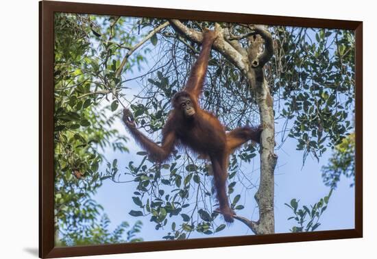 Indonesia, Borneo, Kalimantan. Female orangutan at Tanjung Puting National Park.-Jaynes Gallery-Framed Photographic Print