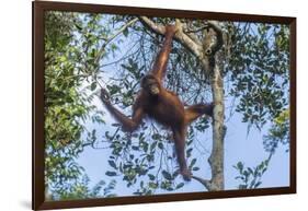 Indonesia, Borneo, Kalimantan. Female orangutan at Tanjung Puting National Park.-Jaynes Gallery-Framed Photographic Print