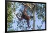 Indonesia, Borneo, Kalimantan. Female orangutan at Tanjung Puting National Park.-Jaynes Gallery-Framed Photographic Print