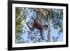 Indonesia, Borneo, Kalimantan. Female orangutan at Tanjung Puting National Park.-Jaynes Gallery-Framed Photographic Print