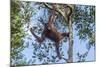 Indonesia, Borneo, Kalimantan. Female orangutan at Tanjung Puting National Park.-Jaynes Gallery-Mounted Photographic Print