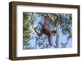 Indonesia, Borneo, Kalimantan. Female orangutan at Tanjung Puting National Park.-Jaynes Gallery-Framed Photographic Print