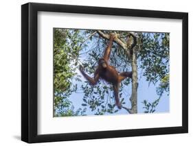 Indonesia, Borneo, Kalimantan. Female orangutan at Tanjung Puting National Park.-Jaynes Gallery-Framed Photographic Print