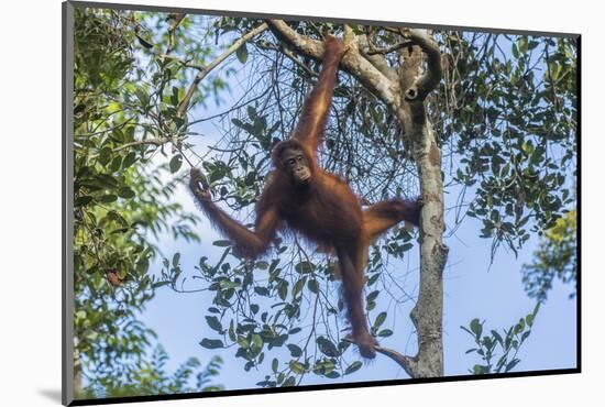 Indonesia, Borneo, Kalimantan. Female orangutan at Tanjung Puting National Park.-Jaynes Gallery-Mounted Photographic Print