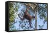 Indonesia, Borneo, Kalimantan. Female orangutan at Tanjung Puting National Park.-Jaynes Gallery-Framed Stretched Canvas