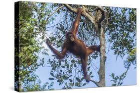 Indonesia, Borneo, Kalimantan. Female orangutan at Tanjung Puting National Park.-Jaynes Gallery-Stretched Canvas